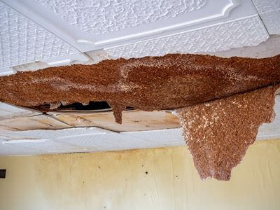 Professional water damage restoration services in Stetson Valley - Water Damage Restoration Stetson Valley